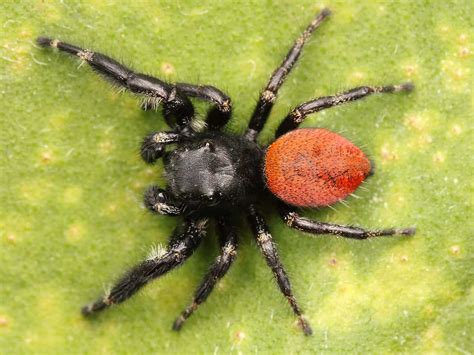 what kind of spider has red legs